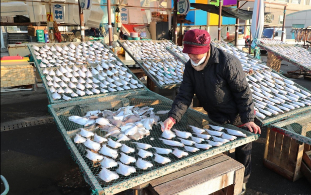 울산 동구 방어진공동어시장에서 한 상인이 해풍에 용가자미를 말리고 있다. 울산시 제공