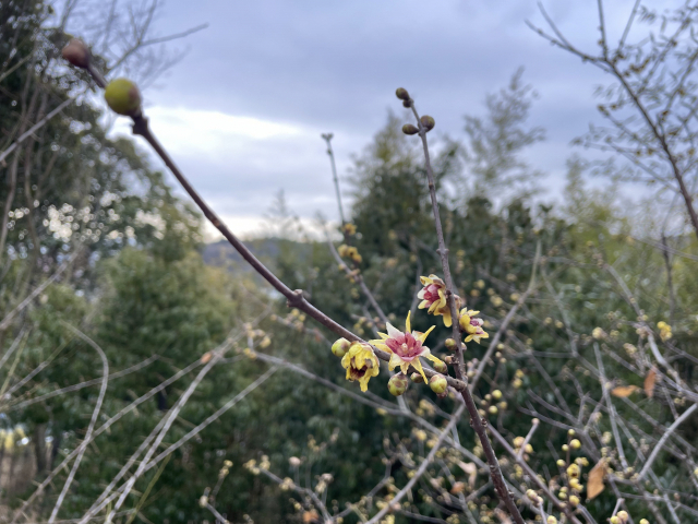 강추위 속 꽃망울을 터트린 납매. 올해는 평년에 비해 일주일 정도 일찍 개화했다. 김현우 기자