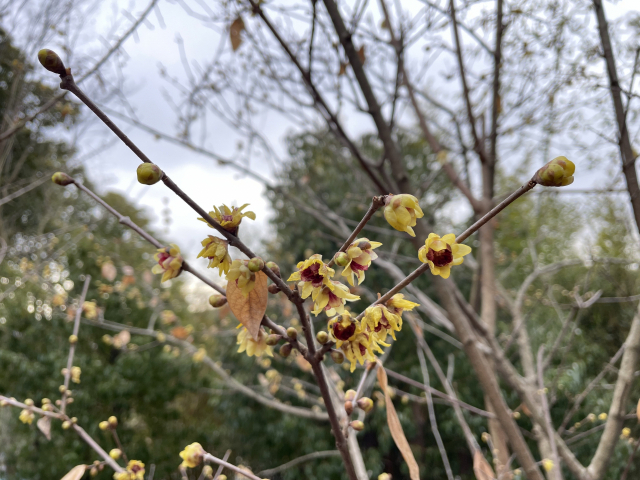 봄의 전령으로 불리는 겨울 매화 ‘납매’ 첫 개화가 경남 진주에서 관측됐다. 김현우 기자
