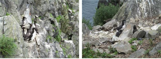 2월 이달의 해양생물로 선정된 바다오리. 해수부 제공