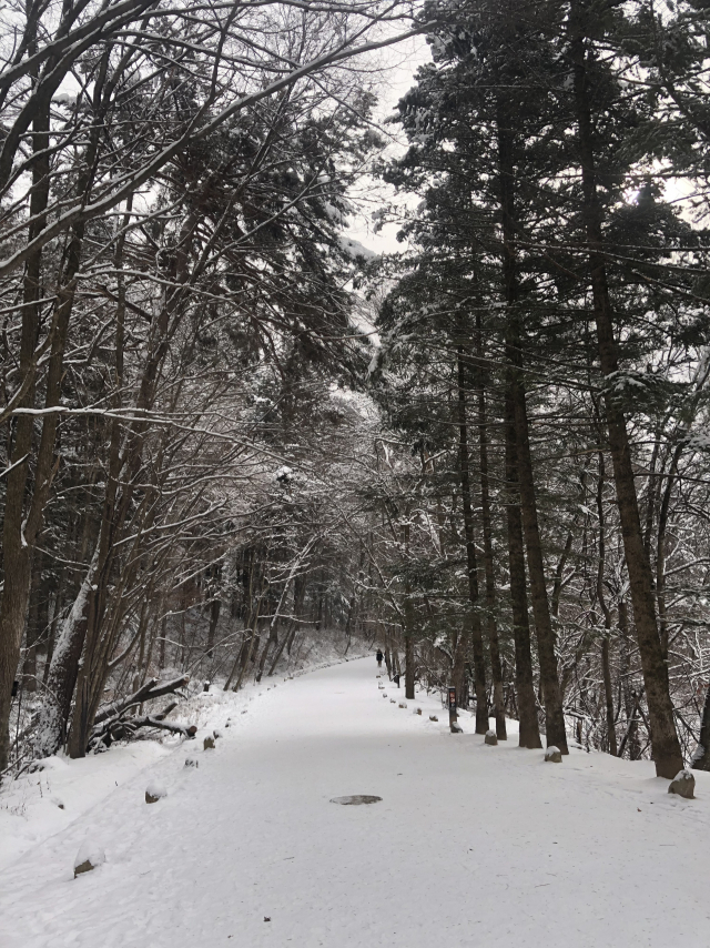 오대산 월정사의 전나무 숲길. 누구와 걸어도 추억을 쌓을 수 있다.