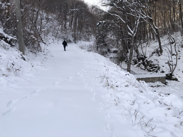 매봉산 슬로우트레일의 눈길. 왼쪽은 사람 발자국, 오른쪽은 노루 발자국이다.
