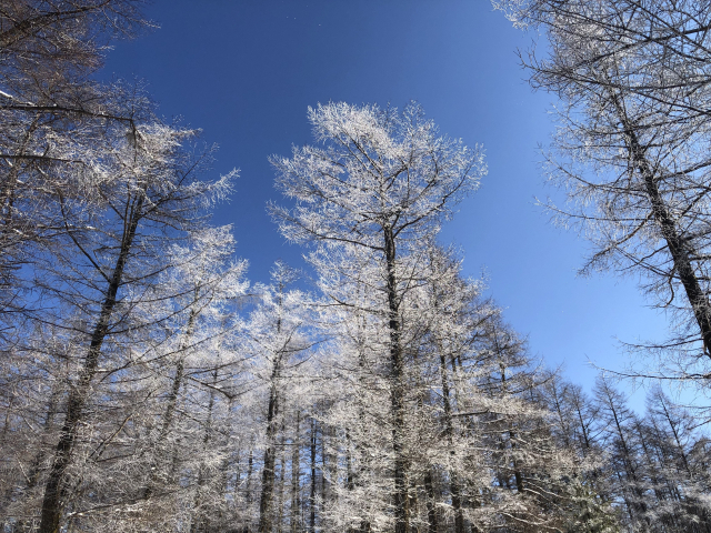 때가 맞으면 만항재에서 만날 수 있는 '상고대' 절경.