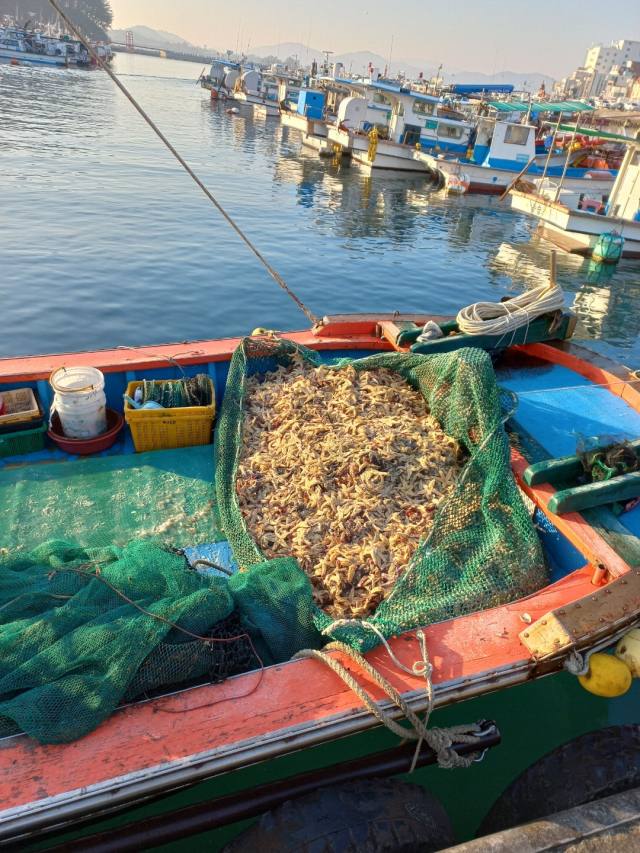 사천시 이동성구획어업공동체가 퇴치한 불가사리. 불과 1시간여 만에 배가 가득 찰 정도로 불가사리가 많이 잡혀 어민 조업 활동에 막대한 지장을 주고 있다.