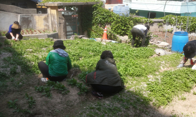 부산 서구청이 인구 감소에 대응하기 위해 지역 여건에 맞는 인구정책 계획을 담은 조례 제정에 나섰다. 서구 남부민동에서 빈집을 활용한 도심텃밭 조성 모습. 부산일보DB