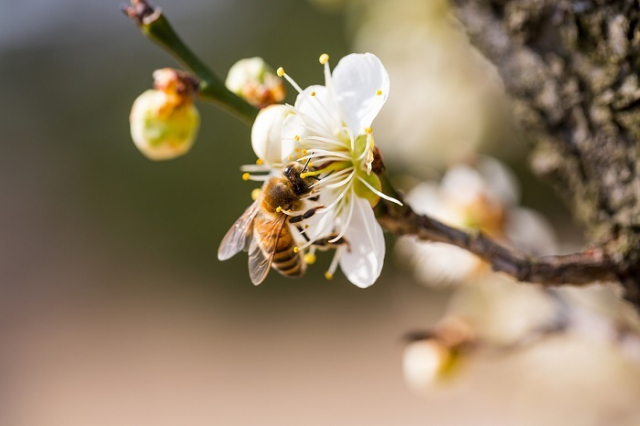 꿀벌을 보호하기 위해 농림축산검역본부와 국립농업과학원 등 5개 부처가 공동으로 협약을 맺고 각 부처가 가진 전문성을 바탕으로 연구개발에 나선다. 이미지투데이