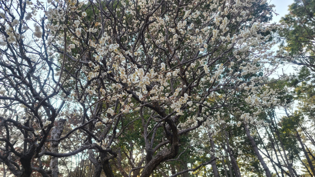 충렬사 기념관 뒤쪽으로 난 문을 나서면 매화나무 다섯 그루가 백매를 활짝 피우고 있다. 올려다보니 푸른 하늘에서 함박눈이 내리는 듯하다.