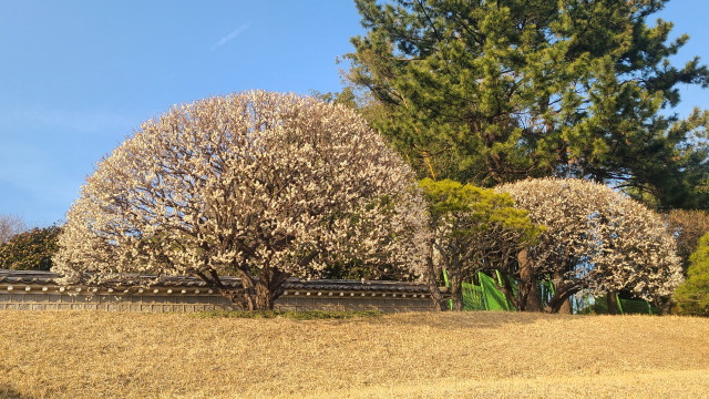 충렬문과 이어진 담장의 오른쪽과 왼쪽 앞에 둥그스름한 매화나무가 하얀 꽃을 가득 피웠다. 종이컵에 가득한 팝콘처럼 보인다.