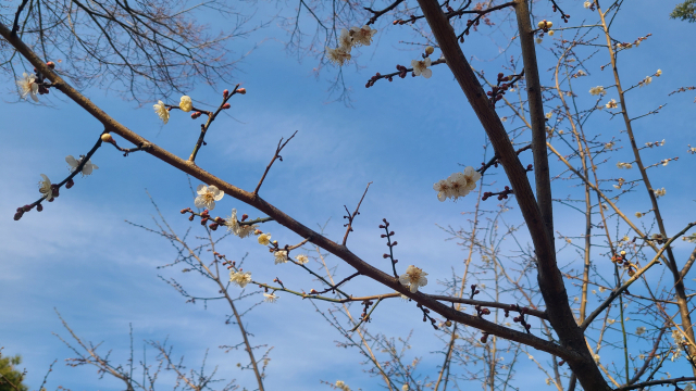 범어사 천왕문 부근에도 매화나무들이 꽃을 피우고 있다.