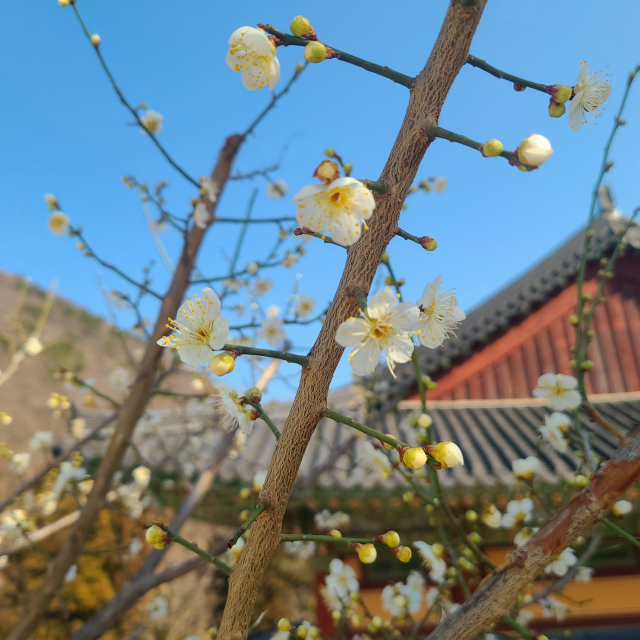 매화는 봄의 전령이다. 부산 금정구 범어사 설법전 앞 담장 쪽에 매화가 활짝 피었다. 상큼하고 발랄한 느낌을 준다.