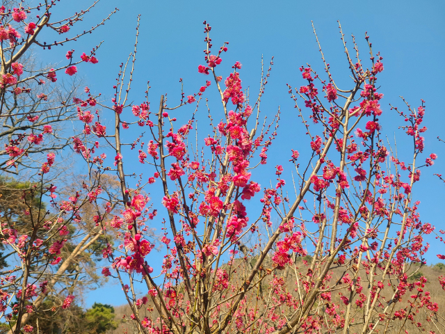 범어사 대웅전과 설법전 방향 두 갈래 길로 나뉘는 부근에 홍매가 눈에 들어온다. 푸른 하늘을 배경으로 바라보니 붉음이 더욱 진하고 선명해 매혹적이다.