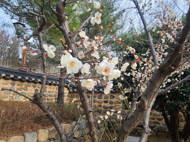 수영사적공원에서는 25의용단 내에서 매화를 만날 수 있다.