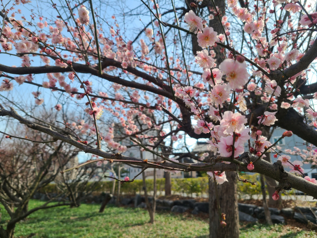 대연수목전시원에 있는 분홍매. 가지가 휑한 수목원 내 다른 나무 사이에서 봄의 전령 역할을 톡톡히 하고 있다.