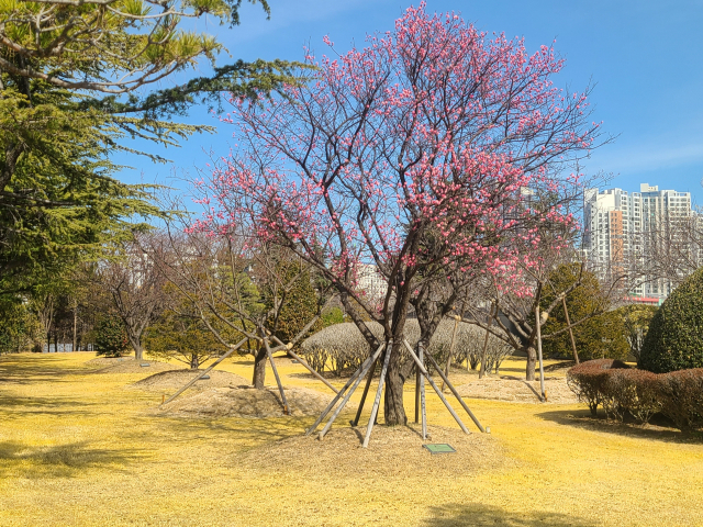 유엔기념공원 조경 공간에 홍매 한 그루가 초록 잔디, 조경수들 사이에서 두드러진다. 지난해까지만 해도 잔디를 밟고 들어가 가까이에서 볼 수 있었지만, 올해는 그러지 못하도록 줄을 쳐 놨다.