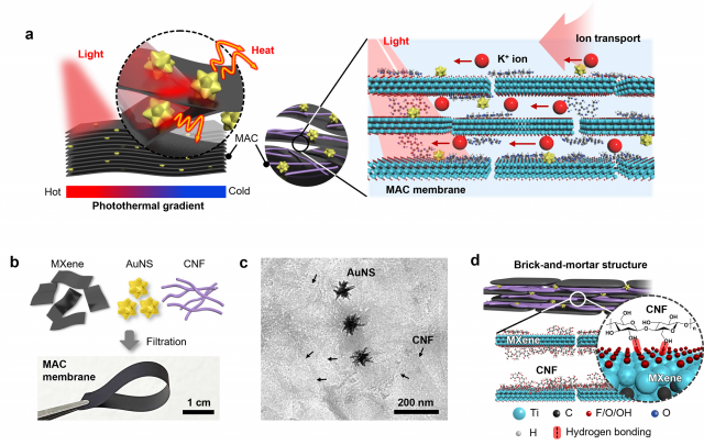 그림. 감광성 MXene/AuNS/CNF (MAC) 멤브레인(membrane)의 모식도: a. MAC 멤브레인이 국부적인 근적외선빛에 노출되면 내부에 광열 구배를 형성하고 이에 따라 방향성 있는 양이온 수송이 가능하게 함. b. MAC 구성 요소의 모식도 및 최종 MAC 필름. c. MAC 필름의 TEM이미지. 검은색 화살표는 CNF를 나타냄. d. 맥신 나노시트와 CNF간의 분자간 상호작용을 통해 형성되는 “brick-and-mortar” 구조. CNF는 맥신 사이에 분포하여 기계적 강도를 향상시키고 채널 간 간격을 넓힐 수 있다. UNIST 제공