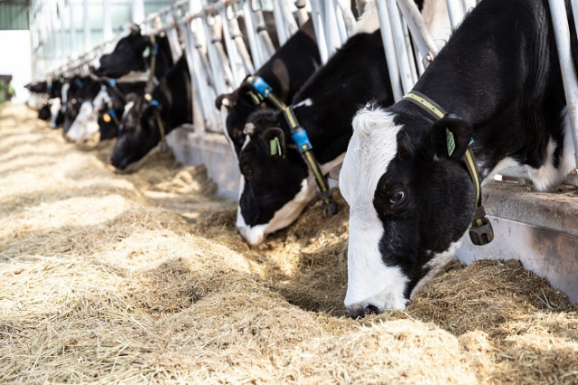 코로나19 및 러시아의 우크라이나 침공으로 인해 원자재와 식량가격이 급등하고 가축을 키울 때 드는 사료값도 크게 올랐다. 이로 인해 사료값을 감내하지 못한 젖소 생산농가가 최근 2년간 300여호가 폐업한 것으로 나타났다. 이미지투데이