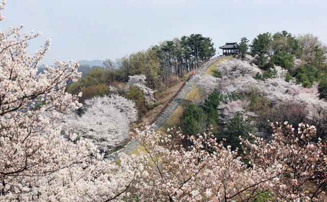 벚꽃으로 물든 봄 풍경. 부산일보DB