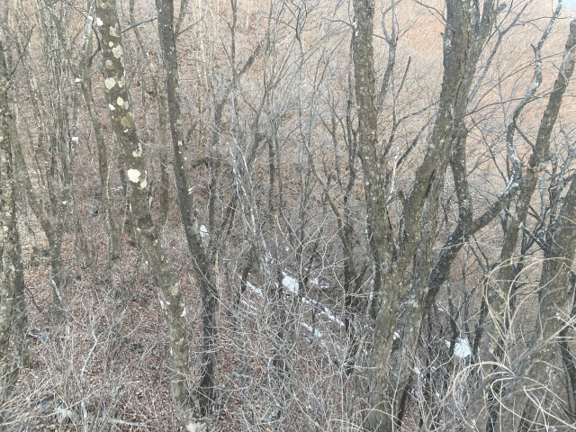 채 눈이 녹지 않은 북쪽 사면.