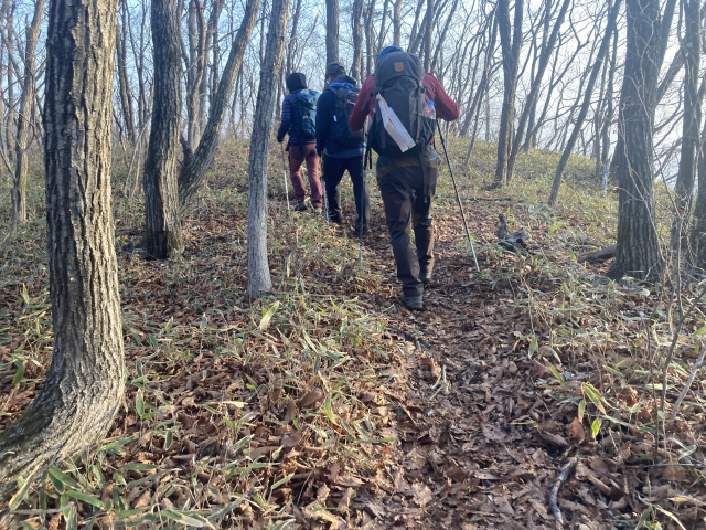석병산 구간에서 자주 만나는 산죽밭.