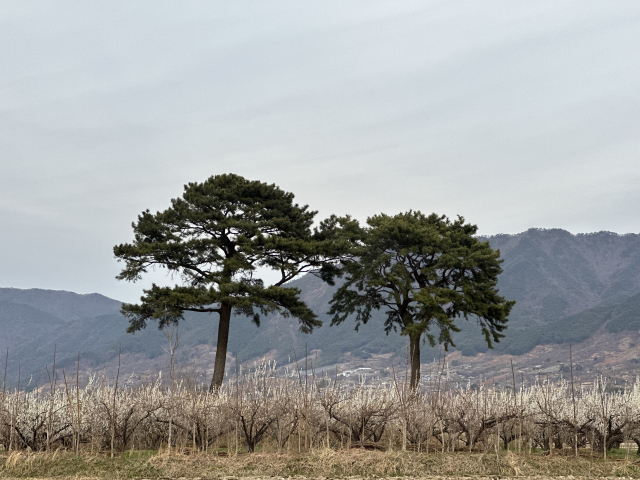 평사리 들판 한가운데 사이좋게 뿌리내린 '부부송'. 매화나무에 둘러싸여 있다.