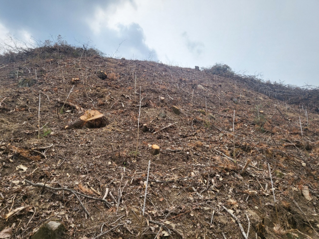 올해 대형산불로 163ha 규모의 산림피해를 입은 합천군이 다시 숲가꾸기에 들어간다. 합천군 제공