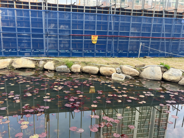 3일 오전 9시께 찾은 부산 연제구 연산동 온천천시민공원 인근 연못. 공사로 인해 오염된 연못에서 올챙이가 헤엄치고 있다. 양보원 기자 bogiza@