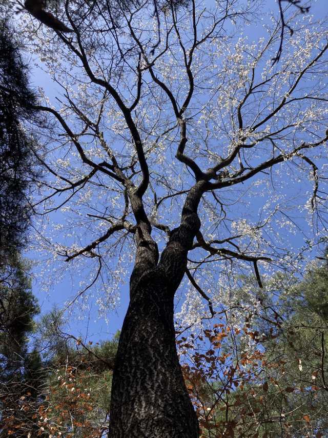 운선공 환종주길에서 만난 봄꽃들.