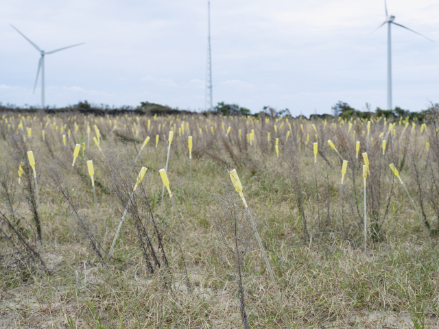 이다슬 작가의 2022 세계문화유산축전 불의 숨길 아트프로젝트 참가작 '죽은 개망초와 망초를 위한 1,000개의 식물 영양제'. 이다슬 제공