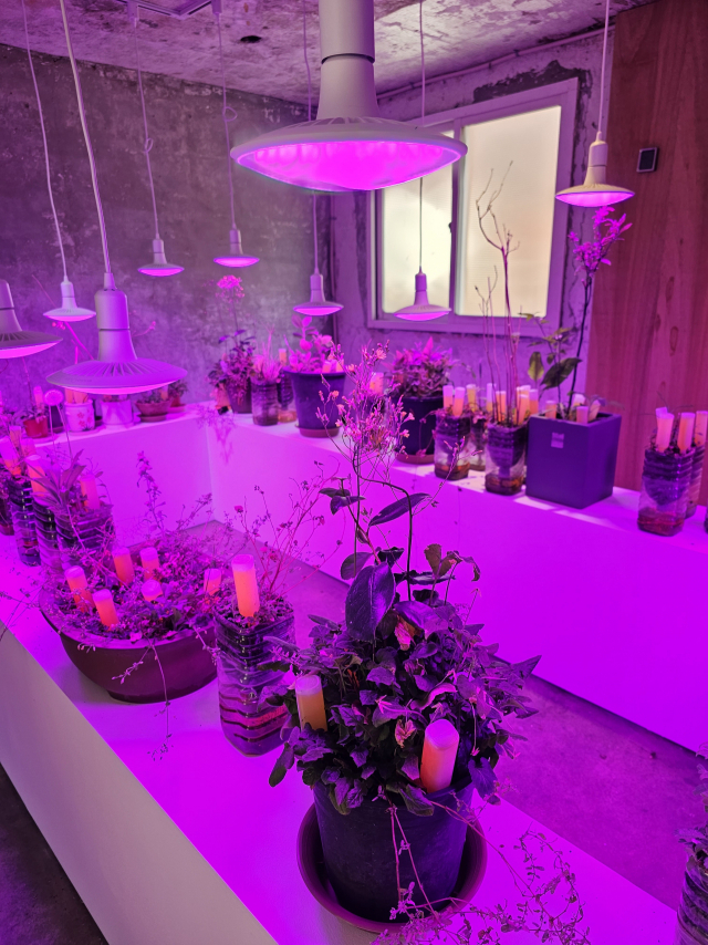 이다슬 작가는 오픈스페이스 배 4층에 자신이 3년간 키운 잡초들을 설치했다. 오금아 기자