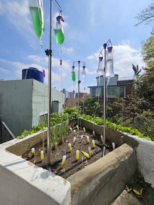 오픈스페이스 배 옥상에 있는 식물에 이다슬 작가가 링거 형태의 영양제를 설치했다. 오금아 기자