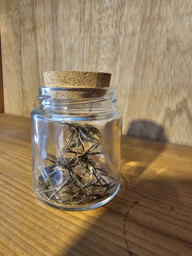 이다슬 작가가 재배를 통해 수집한 잡초 씨앗. 오금아 기자