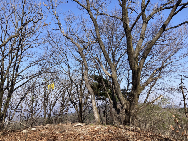 태백산 이정표가 붙은 정상.