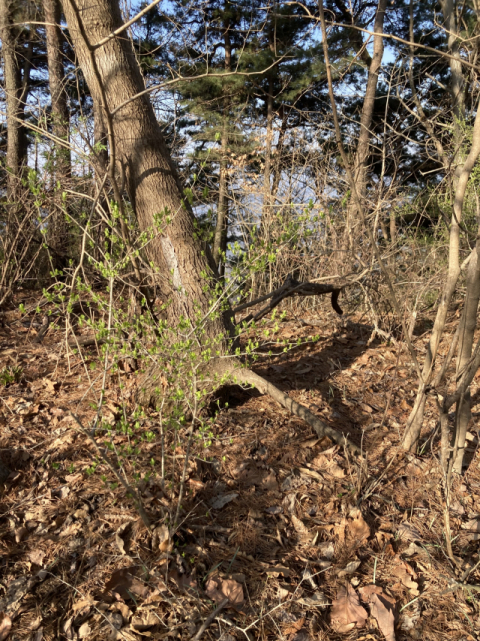 뿌리를 드러내고도 건재한 소나무.