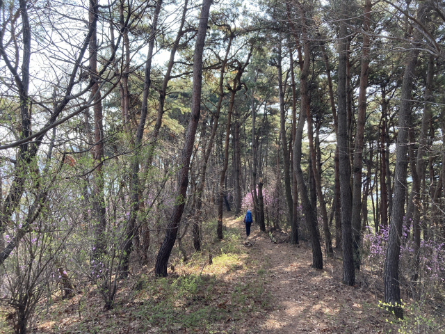 소나무와 진달래. 한국 토종 나무의 진수를 만끽하는 곳이 합천 운석공 환종주 코스다.