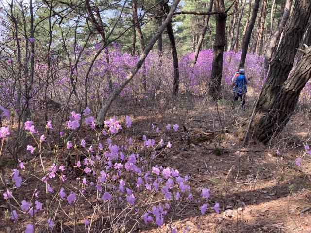 마침 진달래가 지천이라 걷는 내내 상큼했다.