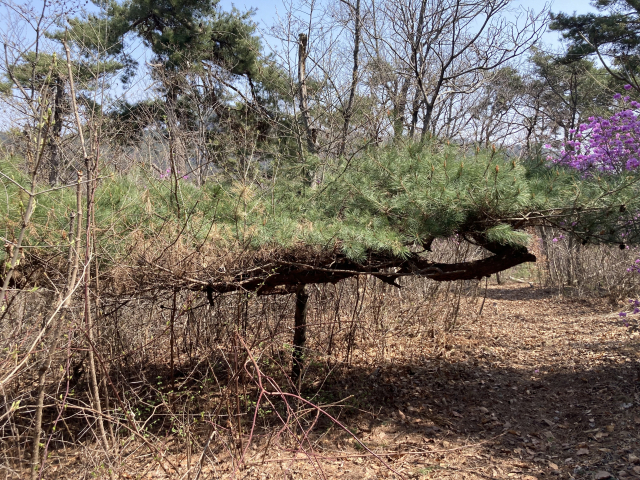 환종주에서 만난 분재형 소나무.