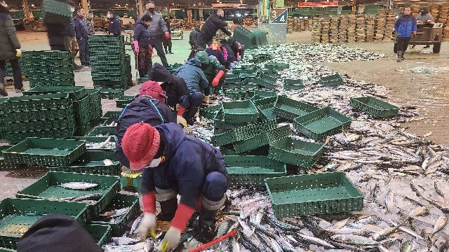 부산공동어시장에 이르면 올해 9월 어획물의 크기를 자동으로 분류하는 선별기가 설치될 전망이다. 부산공동어시장 부녀반이 어획물의 크기 분류 작업을 하고 있다. 부산일보DB