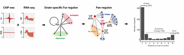 그림. Fur pan-regulon 연구의 개요도: 균주 특이적 Fur 레귤론을 재구성하기 위해 유전체 수준 결합 위치 동정(염색질 면역 침전, ChIP-exo)과 차동 유전자 발현(야생형과 Fur 유전자 제거 균주 사이의 전사체 분석)을 결합한 Fur의 레귤론 분석을 수행하였으며 여러 균주들의 데이터를 통합적으로 분석함으로써 총 9개의 대장균 균주에서 나타나는 보존 및 다양성을 확인함. UNIST 제공