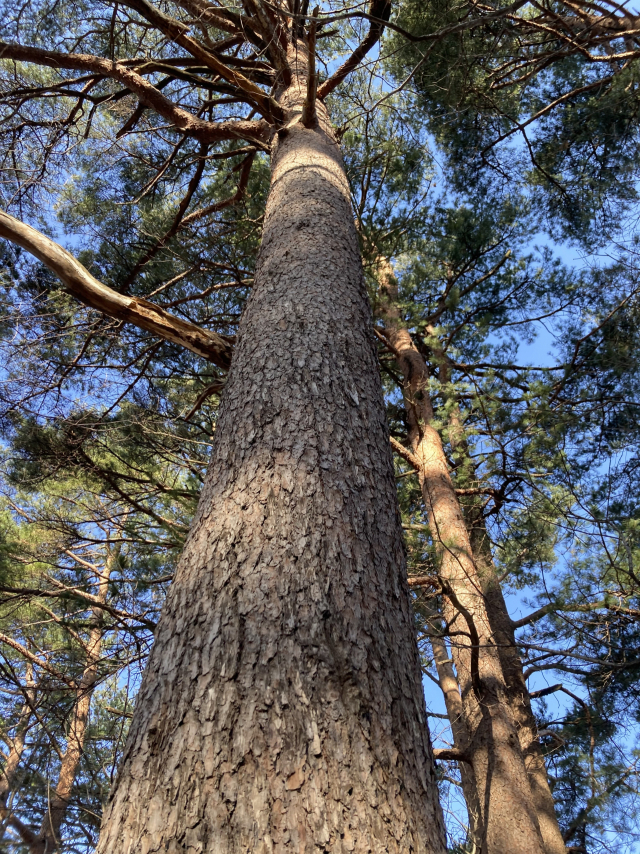 백두대간 금강송.