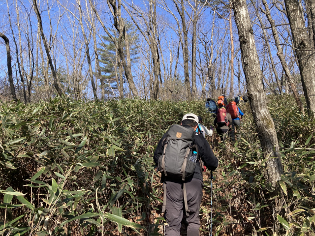 고루포기산을 오르는 도중 산죽 구간을 지나는 종주대.