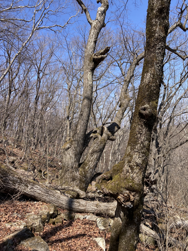 연리목이다. 안내판이 있다.
