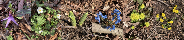 백두대간 고루포기산 능선에 핀 야생화. 왼쪽부터 얼레지, 홀아비바람꽃, 박새, 현호색, 괭이눈, 노랑제비꽃.