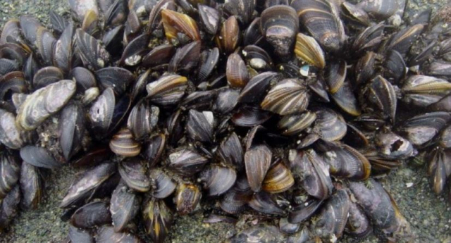 국립수산과학원(이하 수과원)은 21일 경남 창원시(마산합포구 난포리, 진해구 명동), 거제시(능포동) 연안 해역의 홍합(담치류)에서 마비성패류독소가 허용기준치를 초과해 검출됐다고 밝혔다. 홍합 사진(사진은 기사와 무관함)