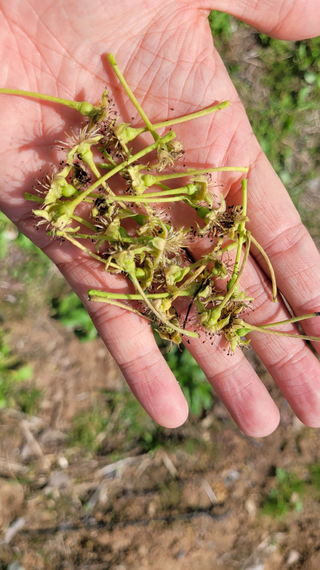 과수원 바닥에는 낙화한 배꽃이 가득하다. 김현우 기자
