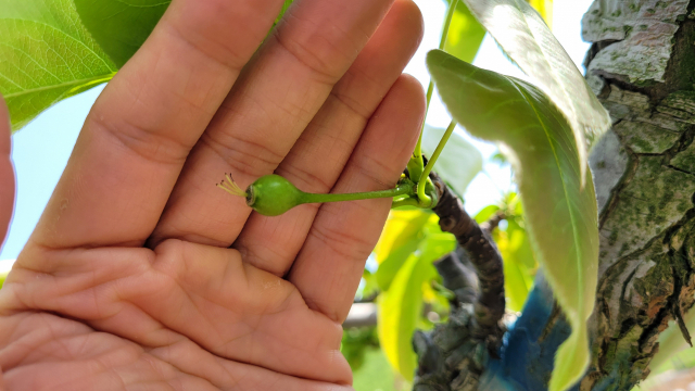 수정이 제대로 된 정상과 모습. 하지만 한 나무에 10개 안팎만 달려 있는 상태다. 김현우 기자