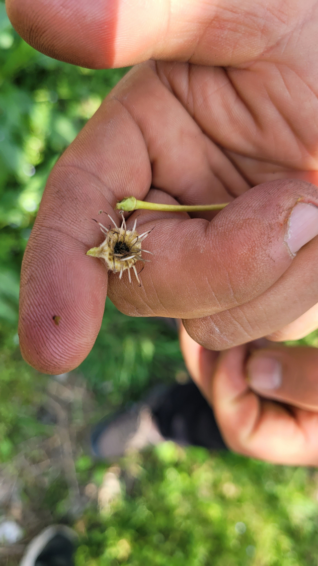 냉해를 입은 배꽃. 속이 시커멓게 썩어있다. 김현우 기자
