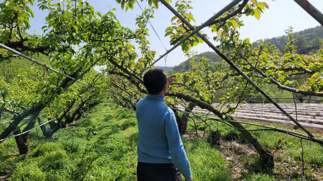경남 진주시의 한 배 농가. 냉해를 입은 배꽃이 모두 낙화하자 농민이 망연자실한 모습으로 빈 가지만 쳐다보고 있다. 김현우 기자