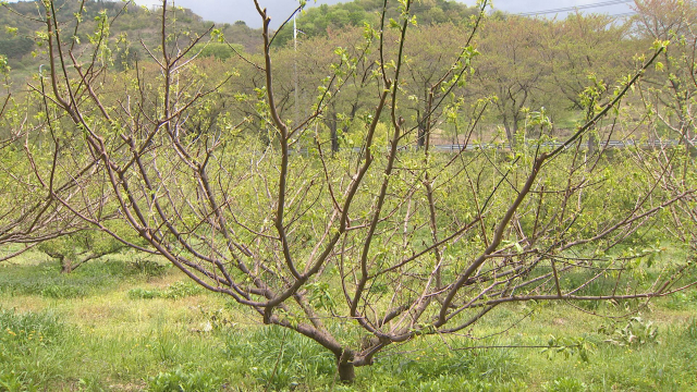 하동의 한 매실농장. 배와 마찬가지로 꽃이 냉해를 입었다. 김현우 기자