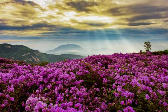 경남 황매산은 우리나라 3대 철쭉 군락지로 꼽히며, 일출 등 다양한 경치와 어우러진 철쭉의 아름다움이 일품이다. 합천군 제공