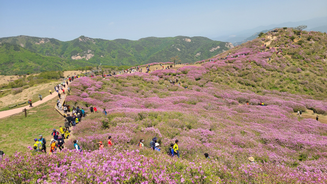 분홍빛으로 물든 합천 황매산에 상춘객들의 발걸음이 몰리고 있다. 합천군 제공